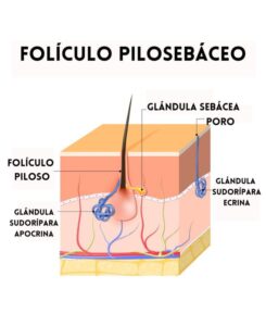 foliculopiloso.jpg