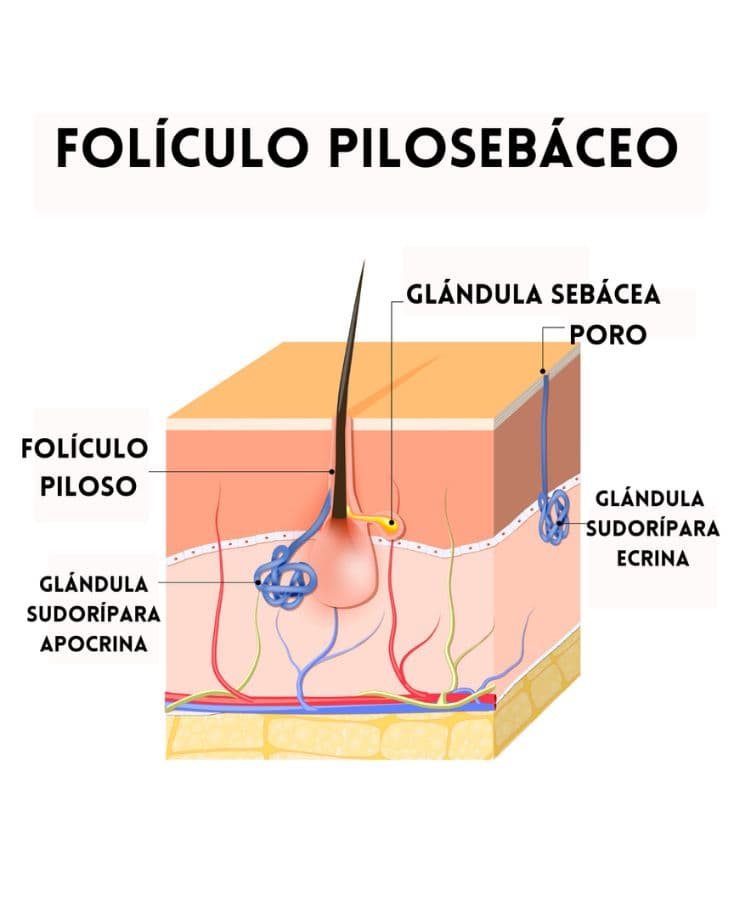 foliculopiloso.jpg